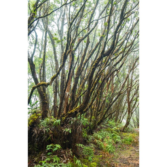 Meet your Posher, Lauren - Picture 3 of 7